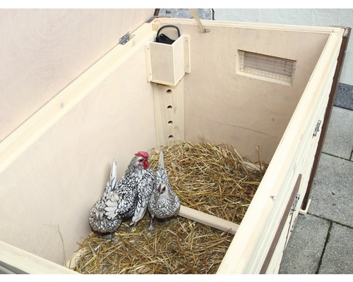 Open kippenhok met twee kippen en stro