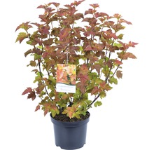 Blaasspirea Diabolo in een pot