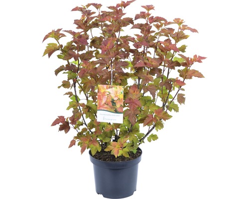 Blaasspirea Diabolo in een pot