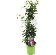 Mandevilla Sundaville in pot met witte bloemen.