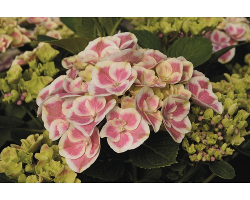 Close-up van een hortensiabloem