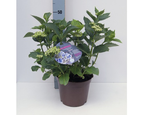 FLORASELF® Hortensia Hydrangea macrophylla 'tweekleurig' potmaat Ø 21 cm