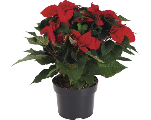 FLORASELF Kerstster Euphorbia Pulcherrima Christmas Feeling rood potmaat Ø 15 cm H 35-45 cm