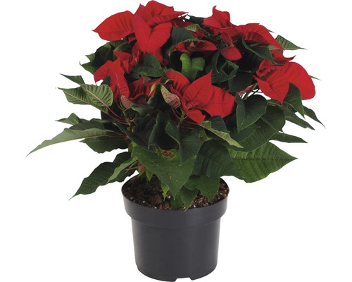 FLORASELF Kerstster Euphorbia Pulcherrima Christmas Feeling rood potmaat Ø 15 cm H 35-45 cm FLORASELF Kerstster Euphorbia Pulcherrima Christmas Feeling rood potmaat Ø 15 cm H 35-45 cm