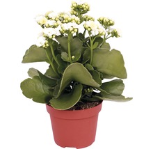 FLORASELF Kalanchoë Mix 4 lila-wit potmaat Ø 7 cm H 10-15 cm