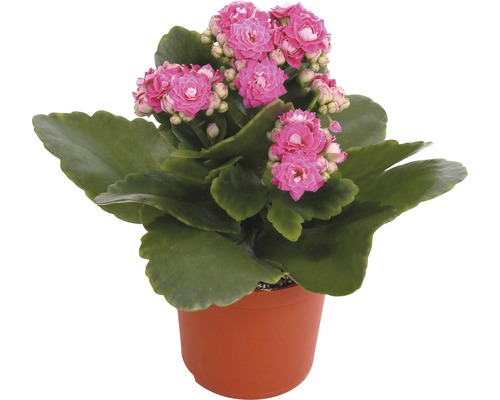 Kalanchoë plant met roze bloemen in pot
