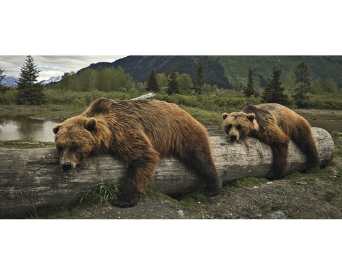 Ansichtkaart XXL Bruine beren