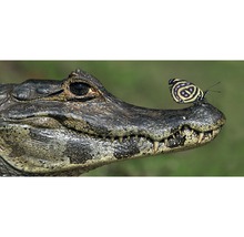 Ansichtkaart XXL Krokodil & vlinder-thumb-1
