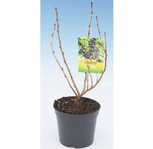 Zwarte bes in pot