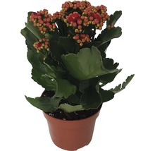 Kalanchoë in pot met groene bladeren en rode bloemen