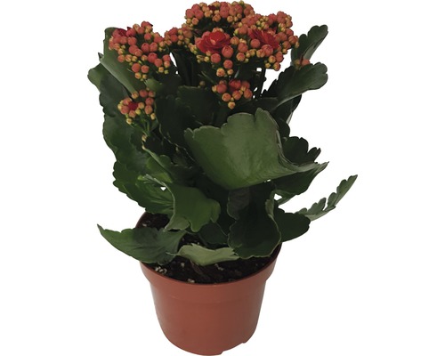 FLORASELF Kalanchoe Blossfeldiana 'Calandiva' potmaat Ø 12 cm H 20-25 cm