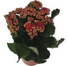 Kalanchoë kamerplant in pot