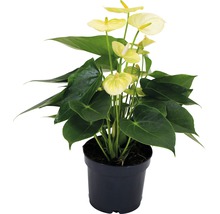 Gele anthurium kamerplant in pot
