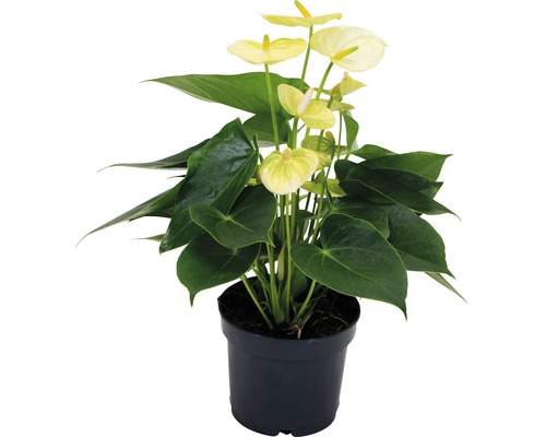 Gele anthurium kamerplant in pot