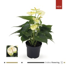 Anthurium in pot