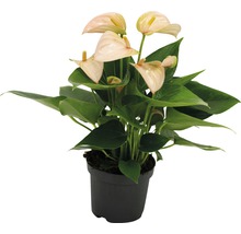 Anthurium plant in een pot