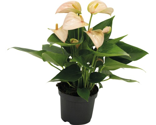 Anthurium plant in een pot