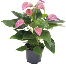 Anthurium plant in pot met roze bloemen en groene bladeren