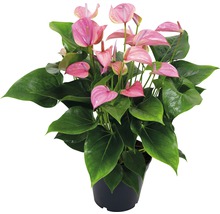 Roze Anthurium in pot