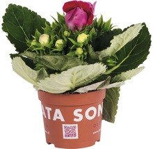 Gloxinia in pot met purperrode bloemen