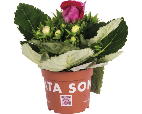 FLORASELF Gloxinia Mix potmaat Ø 12 cm H 20-25 cm