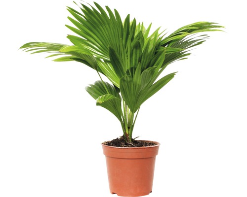 FLORASELF® Waaierpalm Livistonia rotundifolia potmaat Ø 15 cm