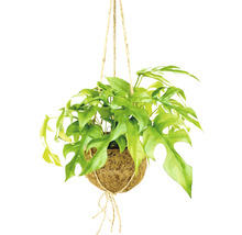 FLORASELF Kokodama hang monstera Ø17 cm H20 cm-thumb-0
