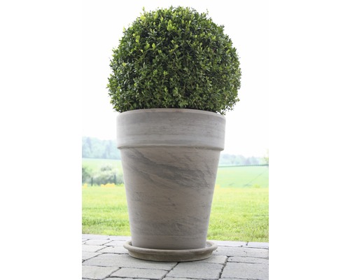 Bolbuxus in grijze plantenbak op terras