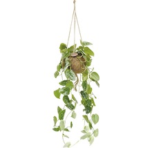 FLORASELF Kokodama hang scindapsus Ø17 cm H30 cm