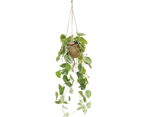 FLORASELF Kokodama hang scindapsus Ø17 cm H30 cm FLORASELF Kokodama hang scindapsus Ø17 cm H30 cm
