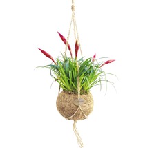 Kokedama hangplant met rode bloemen in kokosvezel bol en jute touwophanging