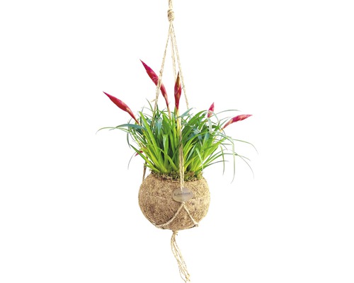 FLORASELF Vriesea-Cultivars 'Astrid' potmaat Ø 17 cm H 30 cm
