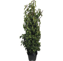 Laurierkers in pot met groene bladeren.