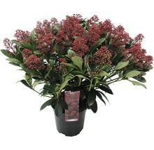 FloraSelf Skimmia Skimmia japonica 'Rubella' potmaat Ø 19 cm H 20-30 cm