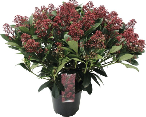 Skimmia in pot met rode bessen en groene bladeren