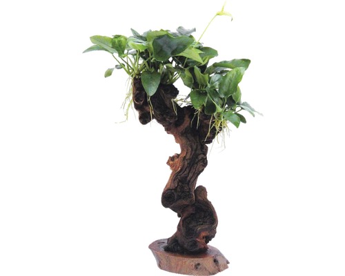 Aquariumplant op wortelhout