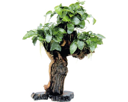 DENNERLE Mbuna met dwergspeerblad - Mbuna met Anubias Barteri Var. Nana Large Aquariumplant op wortelhout