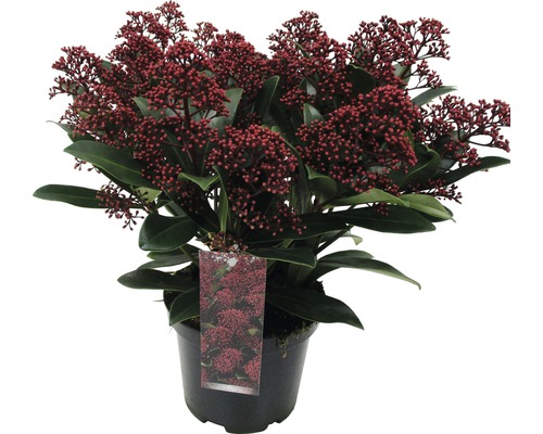 Skimmia in pot met rode bloemen en groene bladeren