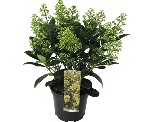 Skimmia in pot met bloemknoppen