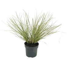 Siergras in pot