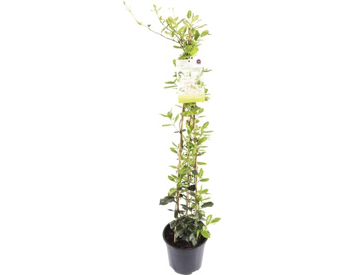 FLORASELF® Toscaanse Jasmijn Trachelospermum Jasminoides potmaat Ø 19 cm