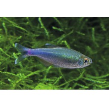 Blauwe tetra M