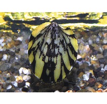 Helm slak in aquarium