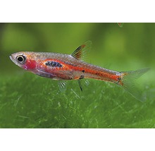 Mosquito rasbora in aquarium