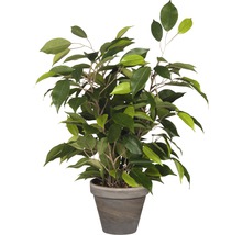 Kunstplant Ficus natasja in pot, hoogte 40 cm, groen-thumb-0