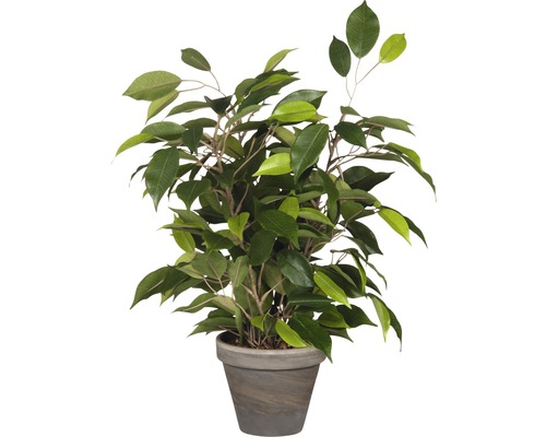 Kunstplant Ficus natasja in pot, hoogte 40 cm, groen