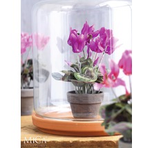 Decoratieve cyclaam in terracotta pot onder glazen stolp
