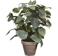 Kunstplant Fittonia 35x25 cm groen Ø11.5 cm-thumb-0