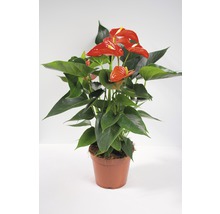 Anthurium kamerplant in pot met rode bloemen