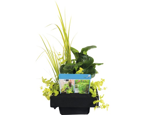 Vijverplantenset in een zwarte plantenbak met verschillende waterplanten.